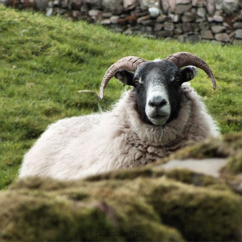 accessoires ba cm - schapenhoornstok PASOTTI VFHH4H237